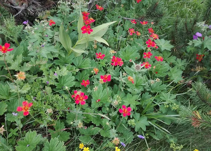 Guest house Horizont